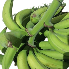 Plantain